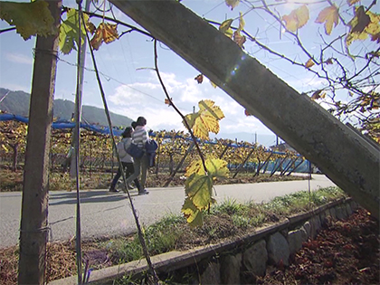 Wine field walk image 1