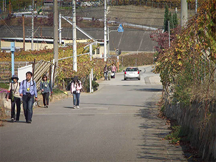 Wine field walk image 3