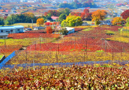 祝・日本遺産に認定されました！！