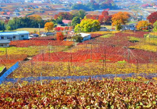 日本遺産「葡萄畑が織りなす風景－山梨県峡東地域－」 活用セミナーを開催します！
